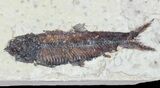 Two Knightia Fossil Fish - Wyoming #60803-3